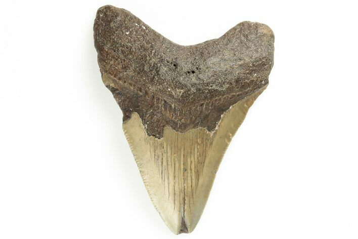 Fossil Megalodon Tooth - North Carolina #190930